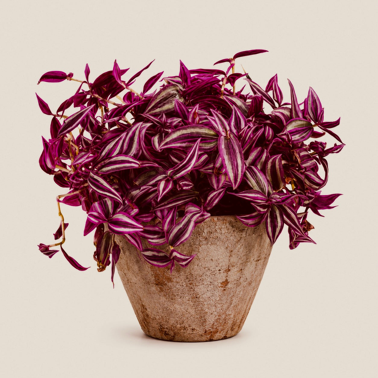 Tradescantia pink paradise House Plant