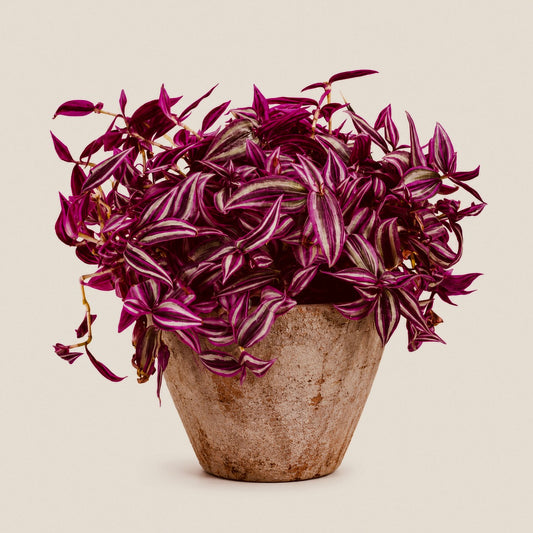 Tradescantia pink paradise House Plant