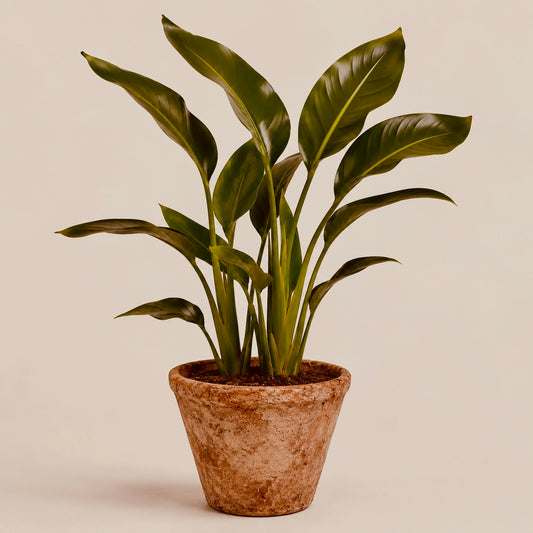 Strelitzia - House Plant