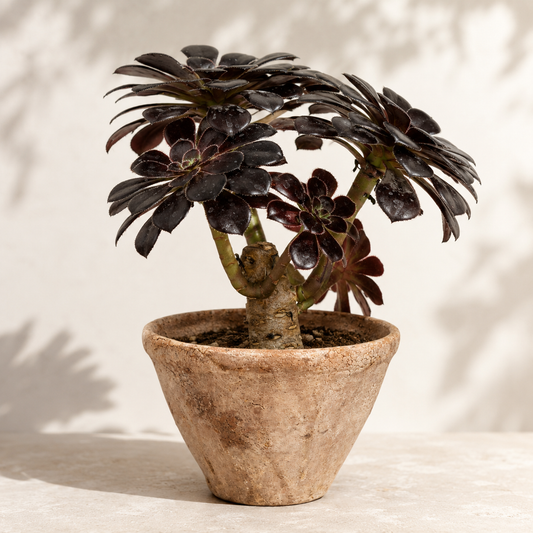 Aeonium Arboreum