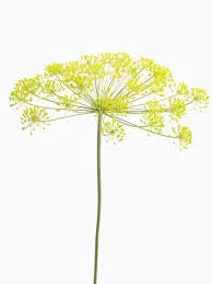 Dill - anethum graveolens