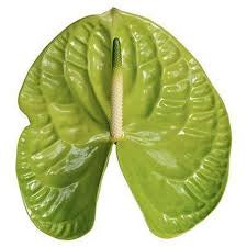 Anthurium grand slam - green