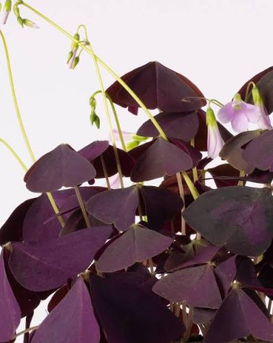 Oxalis