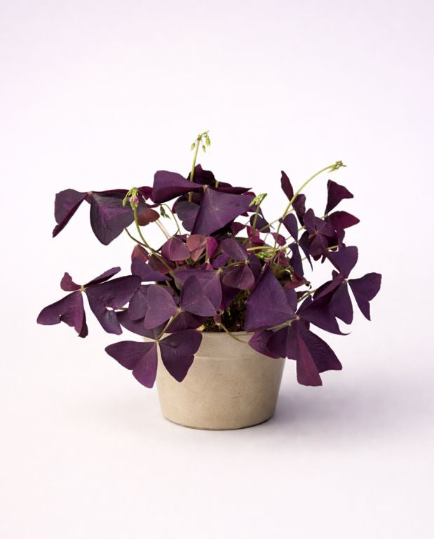 Oxalis