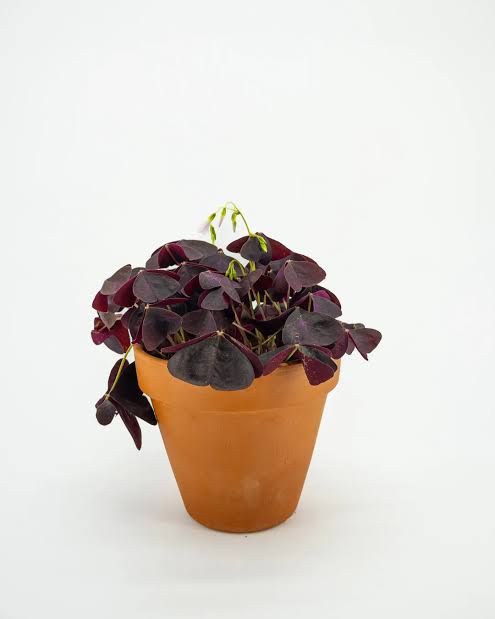Oxalis