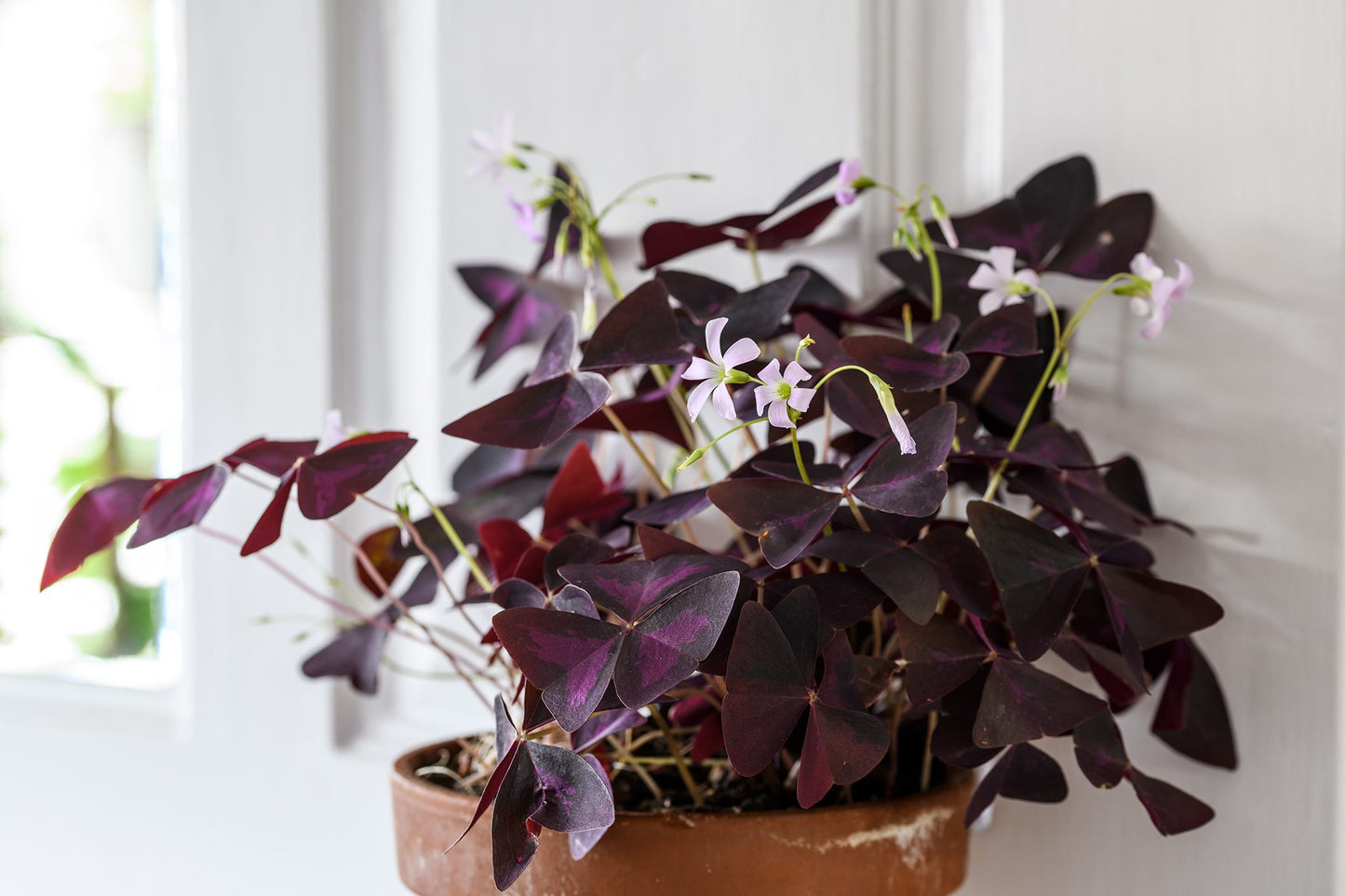 Oxalis