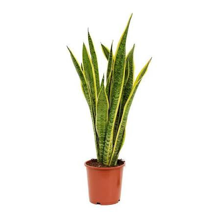 Sansevieria - House Plant