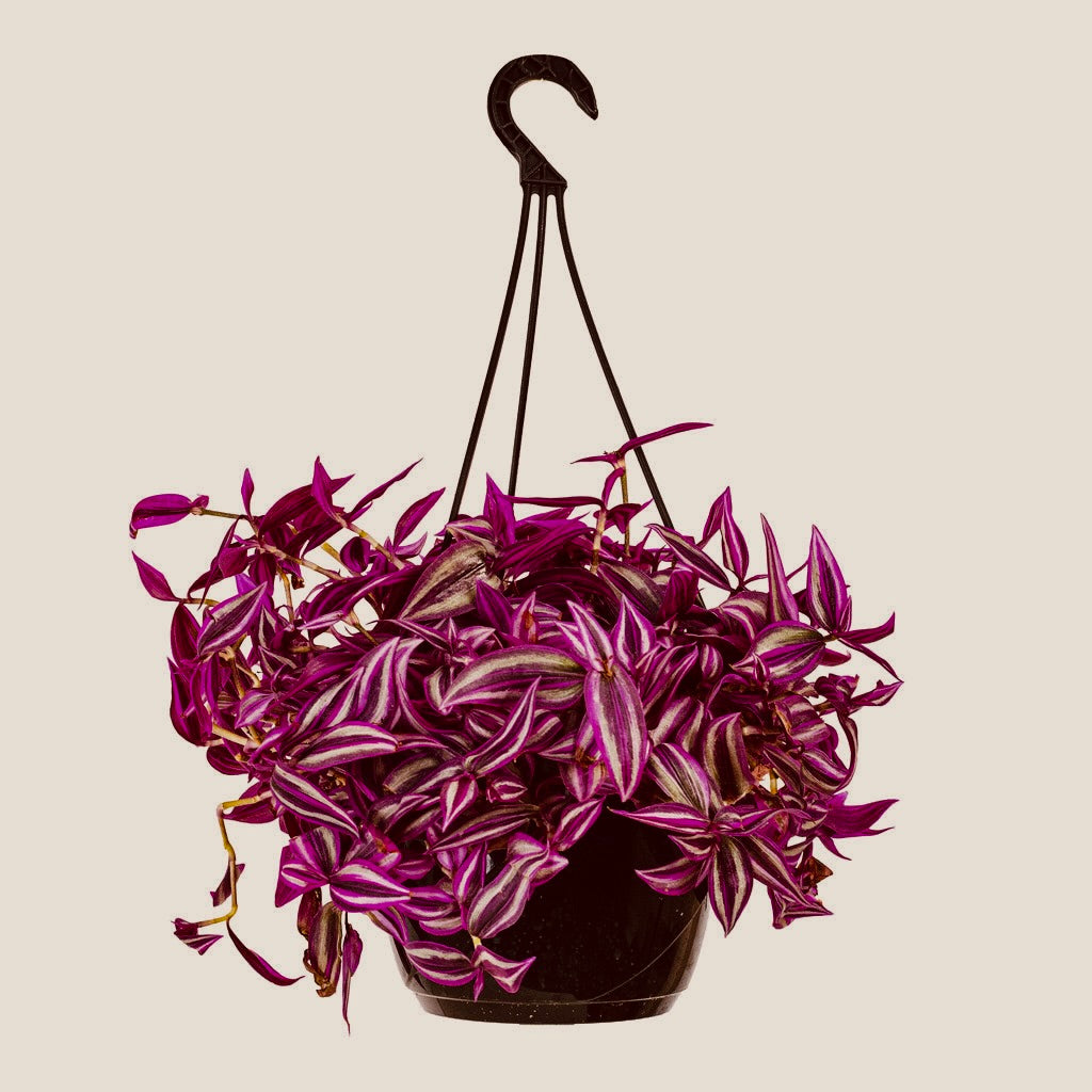 Tradescantia pink paradise House Plant