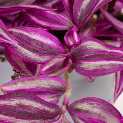 Tradescantia pink paradise House Plant