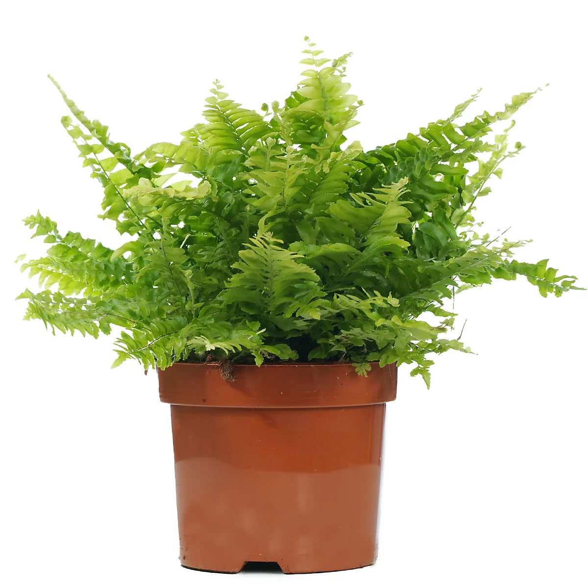Fern nephrolepis - House Plant