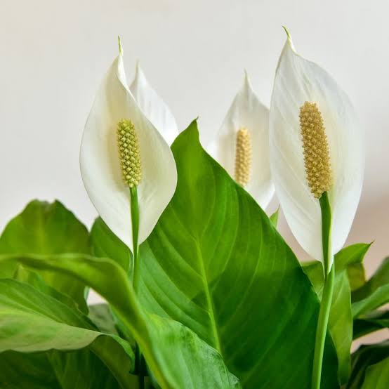 Peace lilly - House Plant