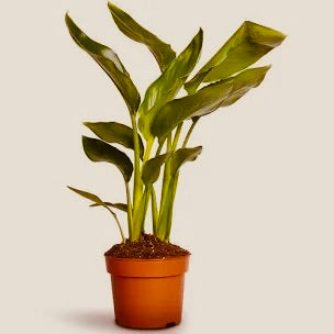 Strelitzia - House Plant