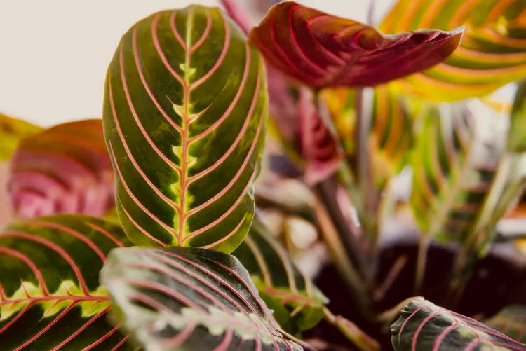 Maranta - House Plant