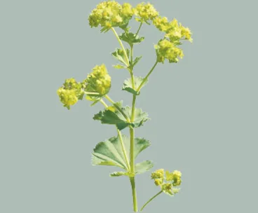 Alchemilla mollis - filler