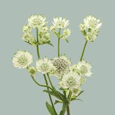 Astrantia - white - Filler