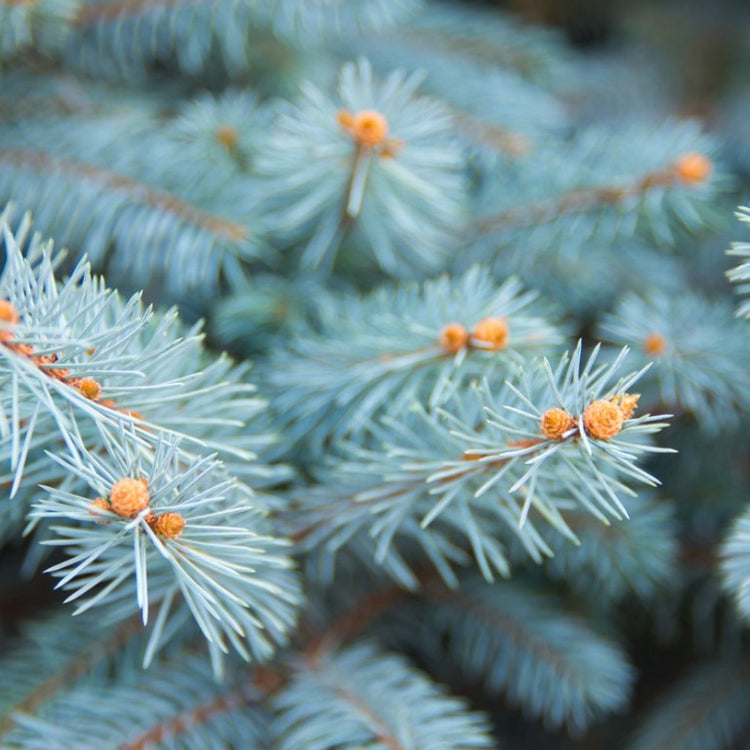 Premium Cut Blue Spruce