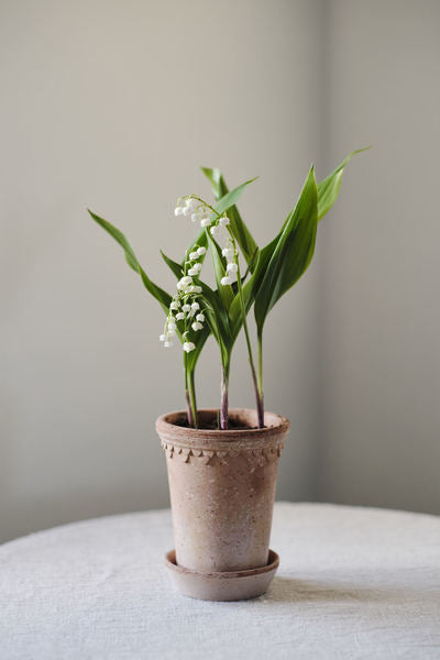 Copenhagen Rosa Terracotta Tall Pot