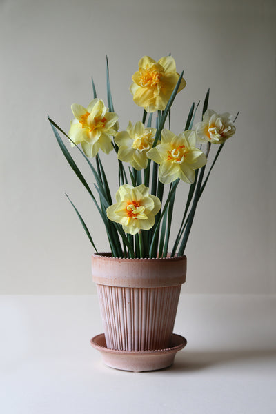 Simona - Bergs Pot Classic