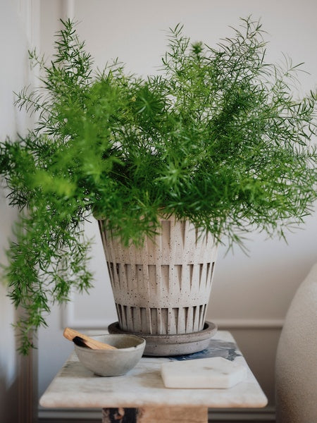 Pantheon - Bergs Pot the New Classic