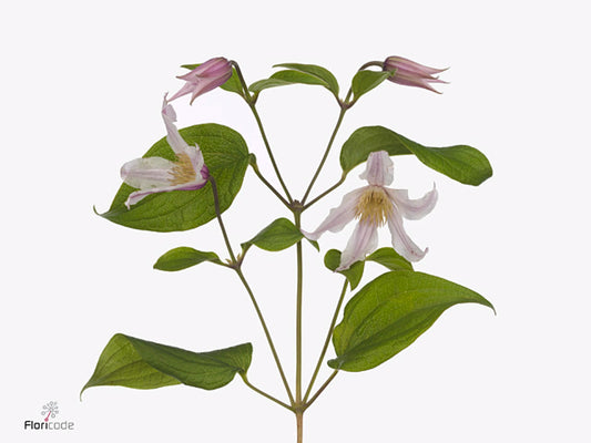 Clematis Kansas - pink