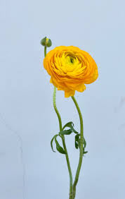 Ranunculus