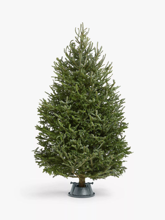 Deluxe Fraser Fir 6.5- 7.3ft - Pink Tag