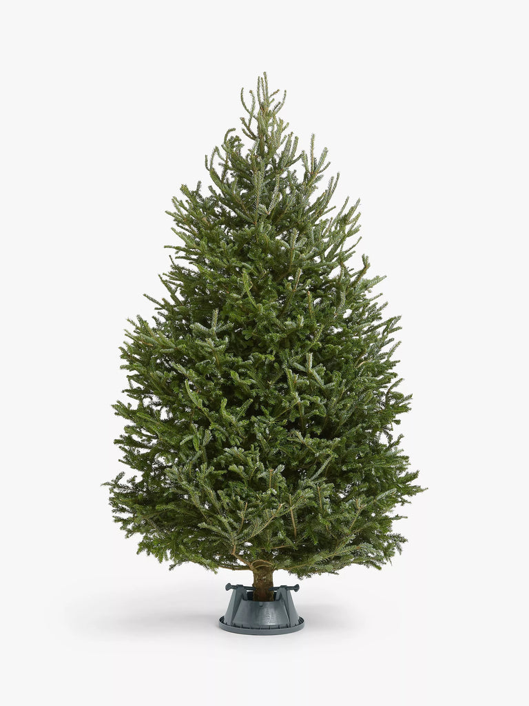 Deluxe Fraser Fir