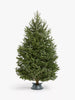 Deluxe Fraser Fir