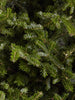 Deluxe Fraser Fir