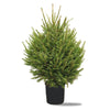 Norway Spruce Pot Grown Christmas Trees