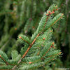 Norway Spruce Pot Grown Christmas Trees