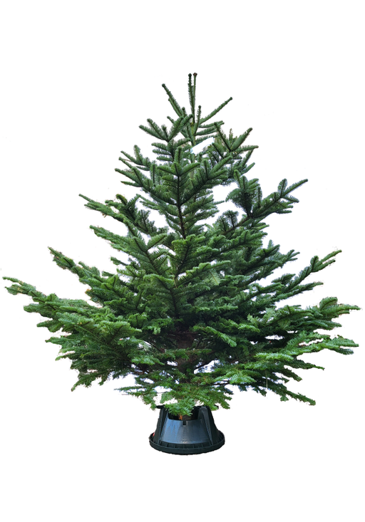 Noble Fir - 5.75- 6.5ft - Red Tag