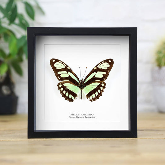 Scarce Bamboo Longwing Butterfly Taxidermy Box Frame: Black