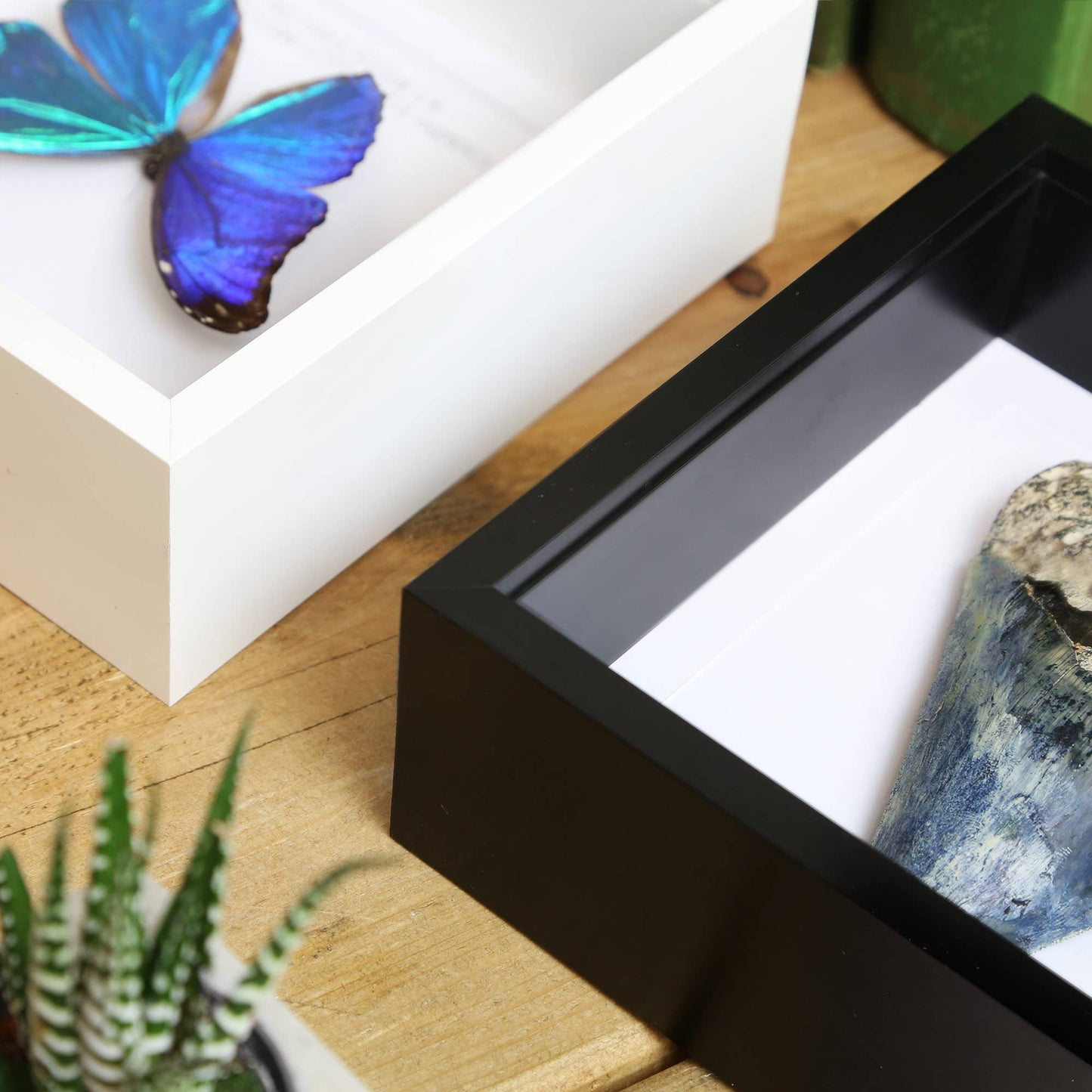 Metallic Jewel Beetle Taxidermy Box Frame: Black