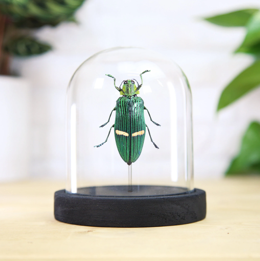 Opulenta Jewel Beetle Taxidermy Bell Jar: Ebony Black