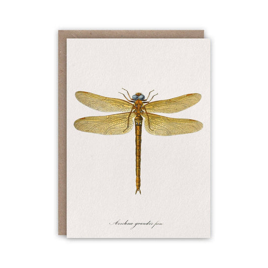 Charpentier Dragonfly Notecard Set: Compostable wrapper