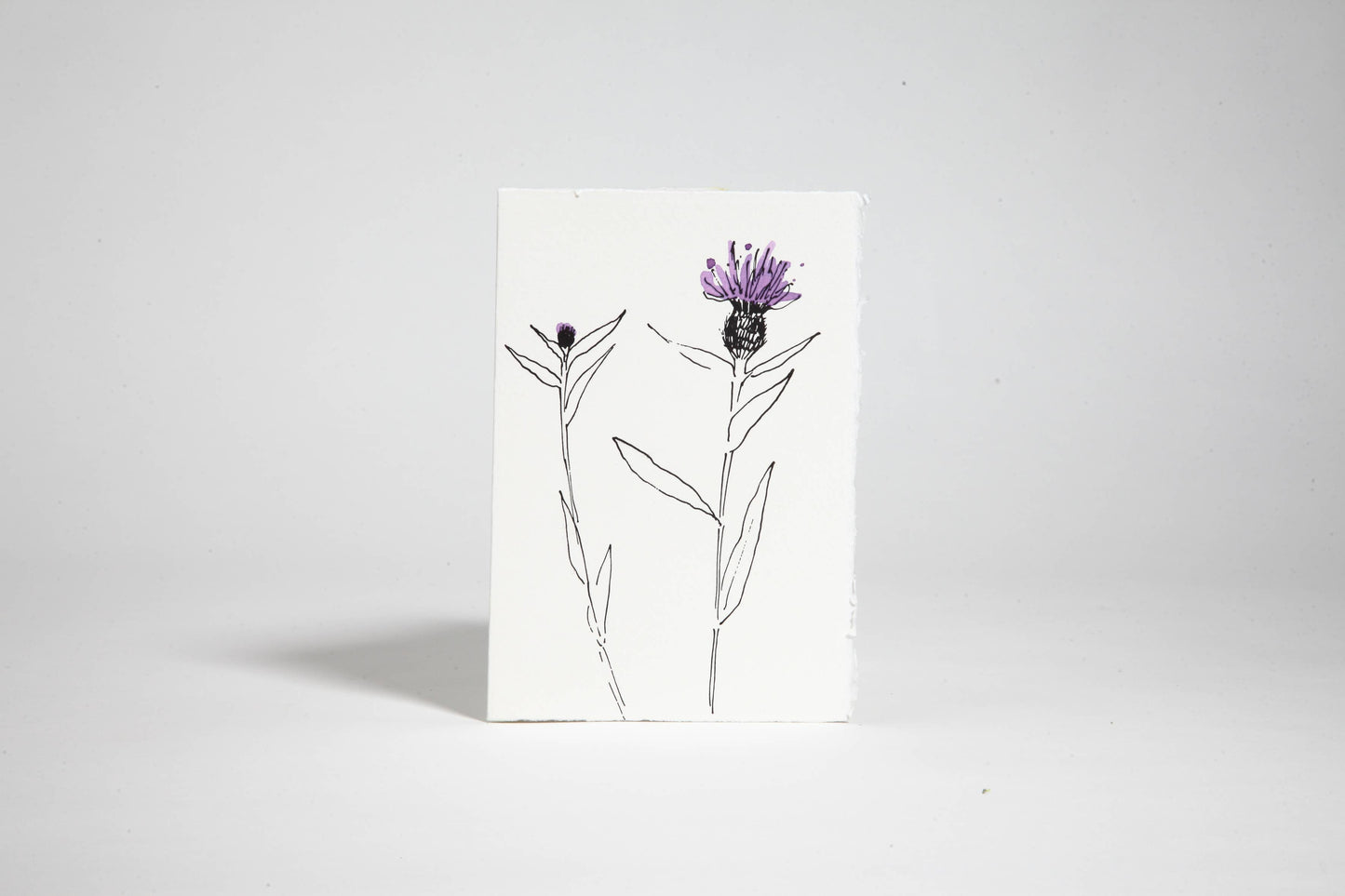 In The Meadow Card - Knapweed