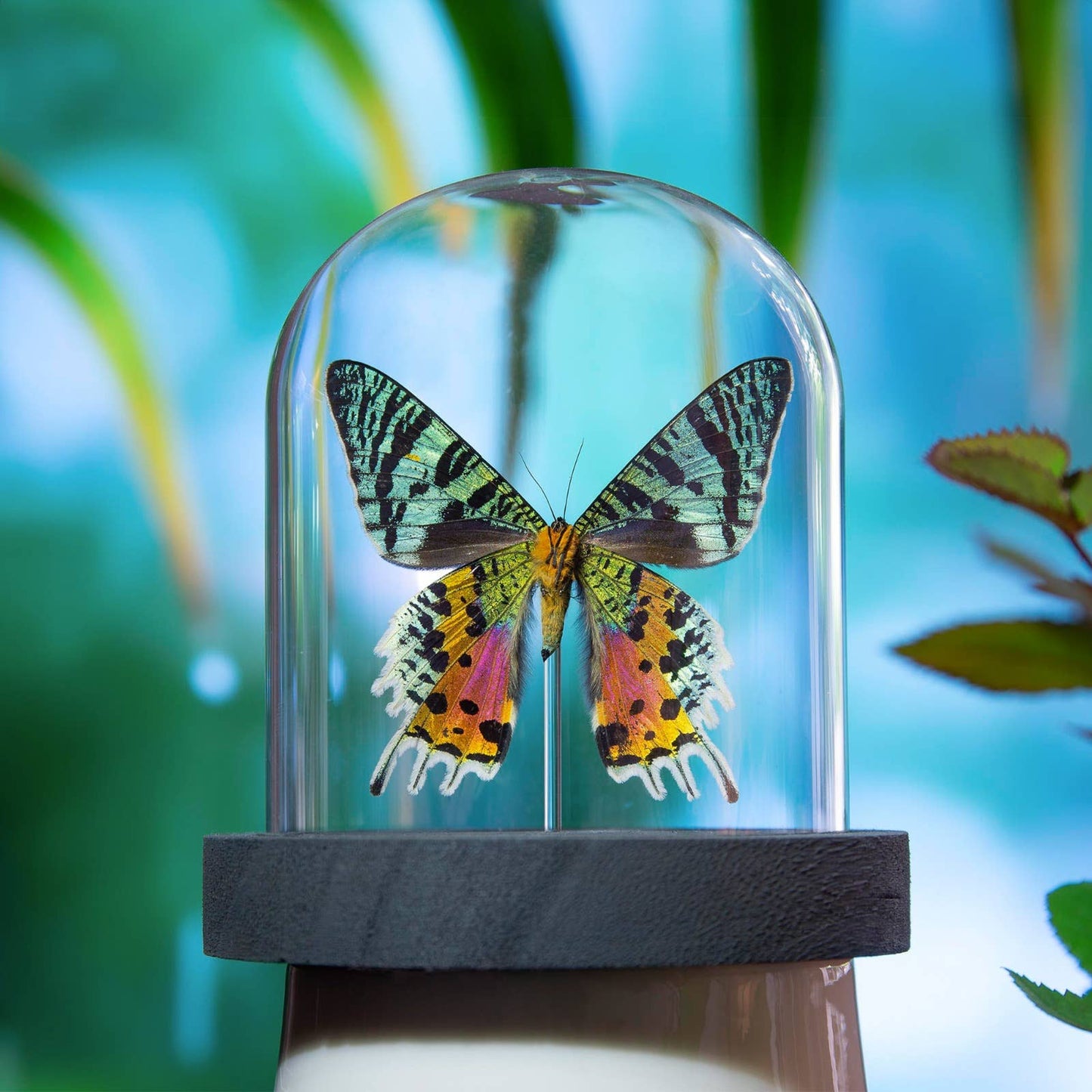 Madagascan Sunset Moth Butterfly Taxidermy Bell Jar: Ebony Black