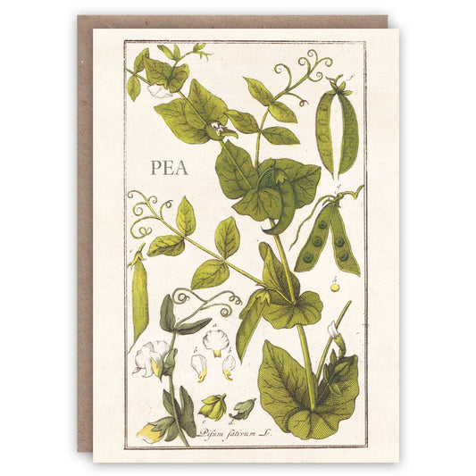 Pea Plant