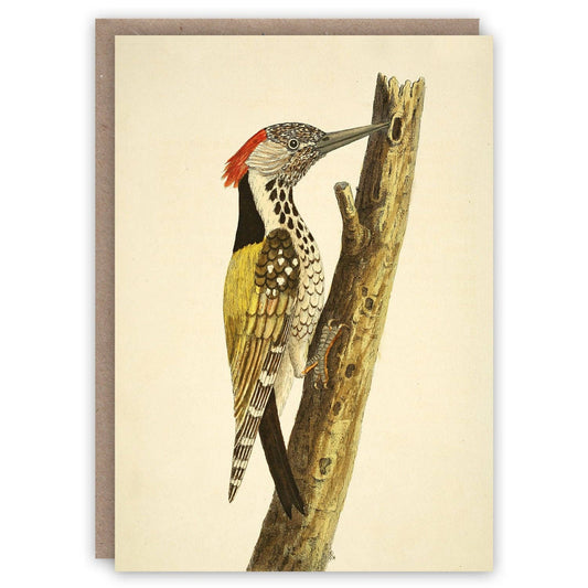 Woodpecker