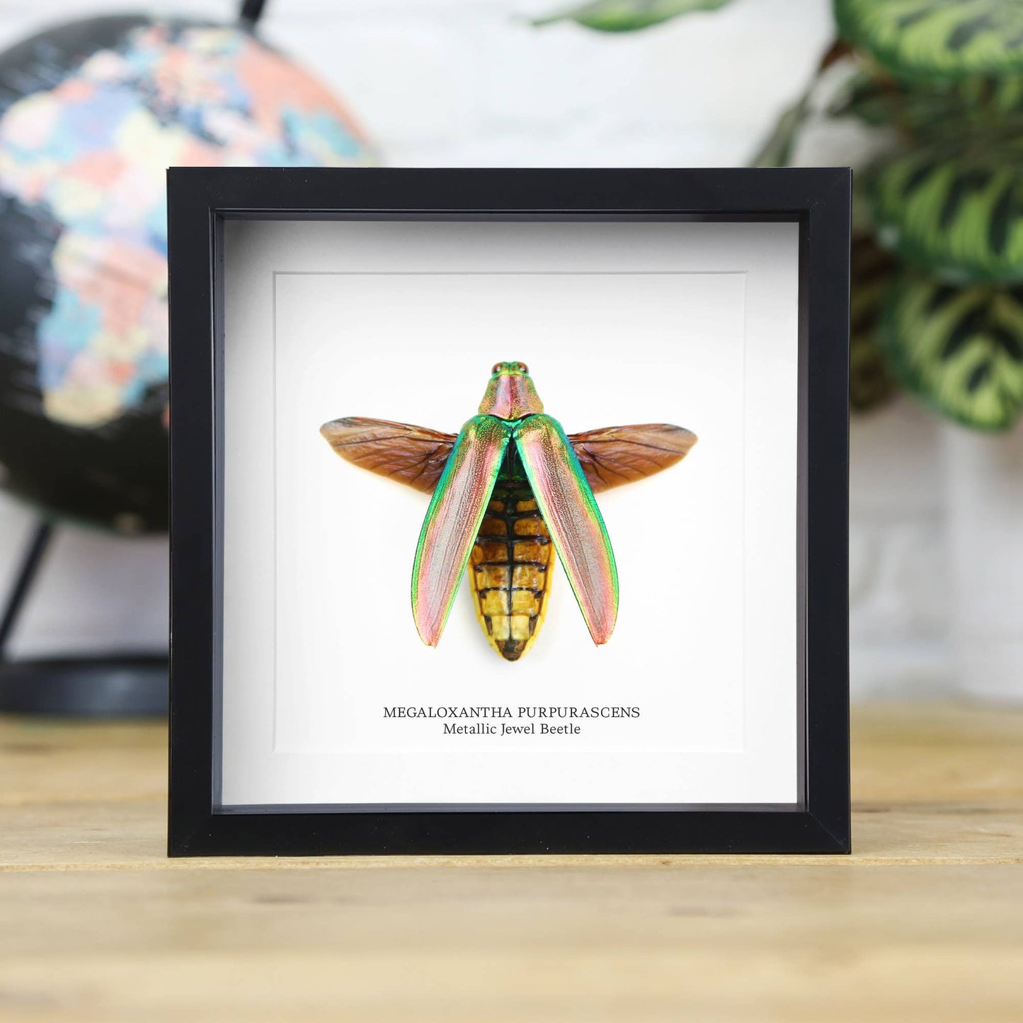 Metallic Jewel Beetle Taxidermy Box Frame: Black