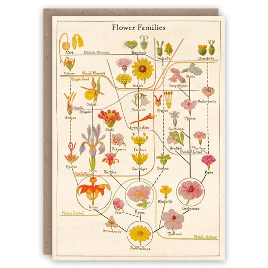 Flower Families