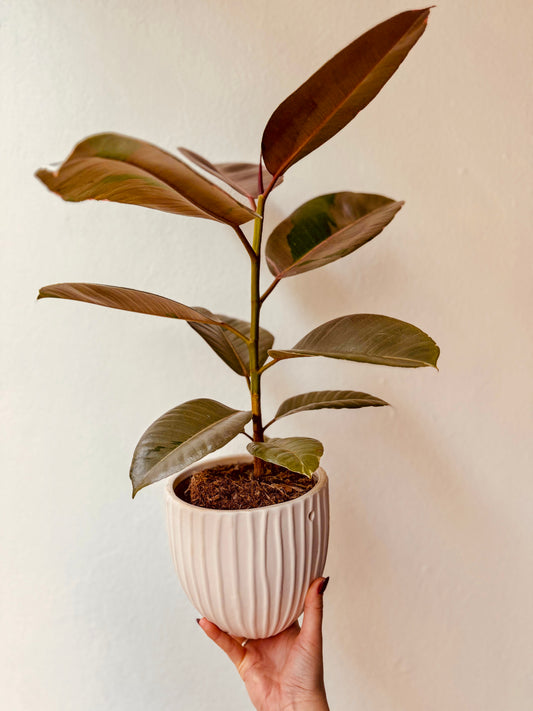 Ficus - Rubber Plant