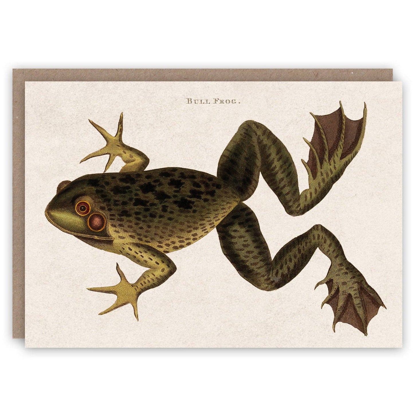 Bull Frog