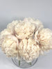 Z- Capitol dome - 6 stems of cream  large head peony