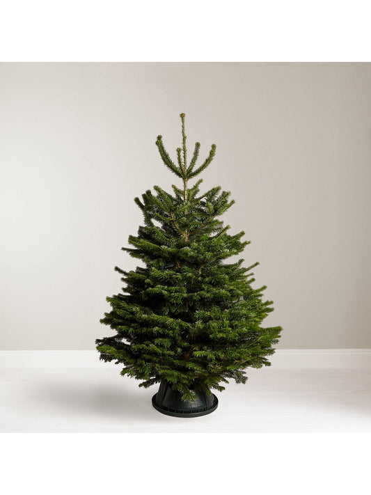 Deluxe Nordman Fir Christmas tree