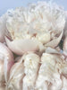 Capitol dome - 6 stems of cream  large head peony