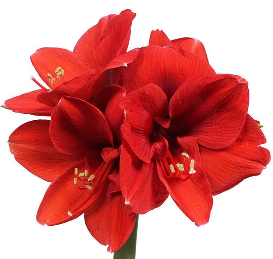 Red is the Christmas amaryllis