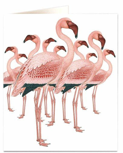 Flamingo - Natural History Museum