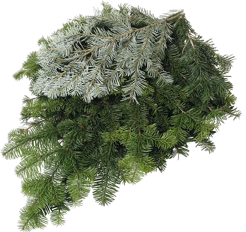 Christmas Nordman foliage